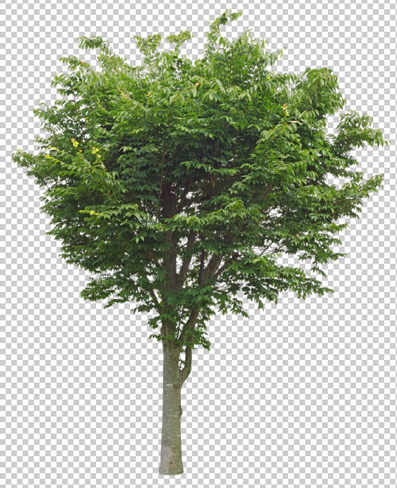 樹木切り抜き素材をアトリエブラウンが無料で大量に配っているのはなぜなのか アトリエブラウンblog