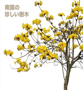 南国の黄色い樹木