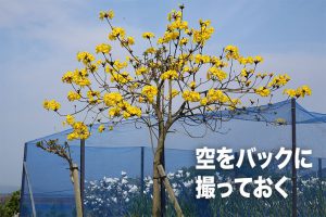 沖縄の黄色い花の樹木の切抜き