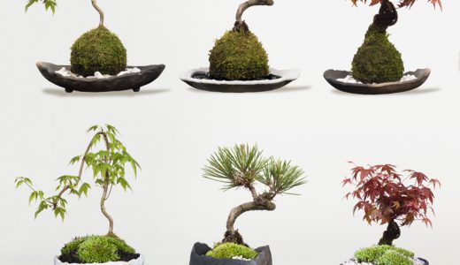 わびさび植物の苔玉盆栽の切り抜き画像を樹木素材.comで販売しています