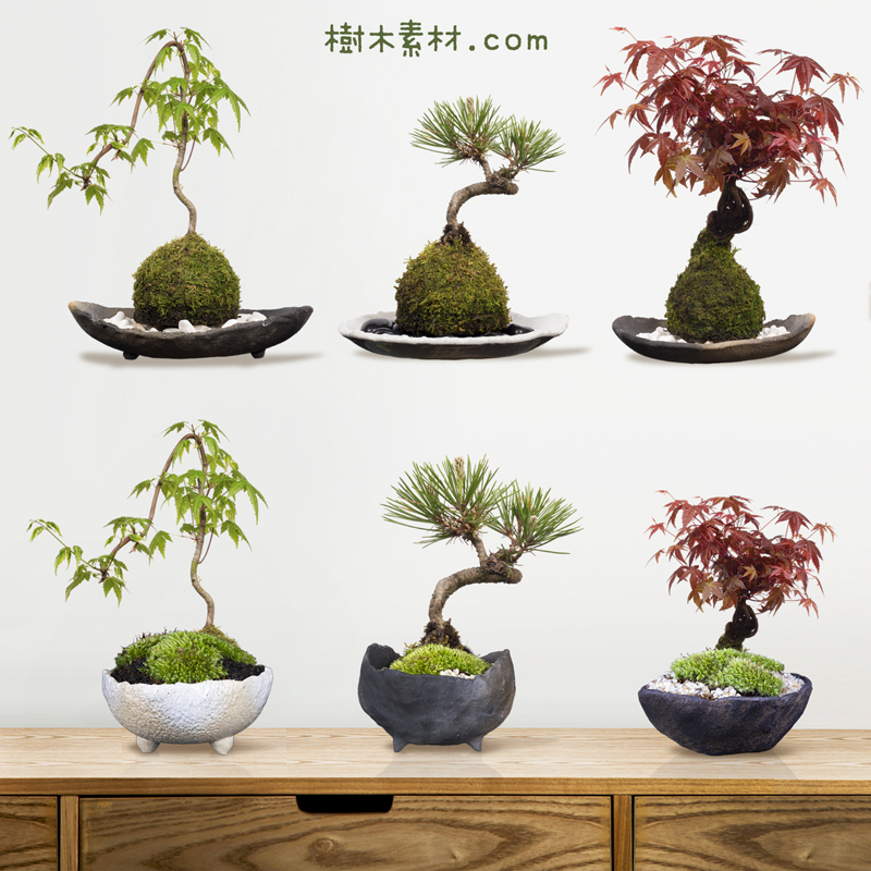わびさび植物の苔玉盆栽の切り抜き画像を樹木素材.comで販売しています